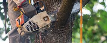 Best Tree Preservation Services  in North Redington Beach, FL