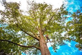 Best Seasonal Cleanup (Spring/Fall)  in North Redington Beach, FL