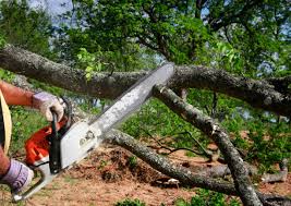 Professional Tree Removal Services in North Redington Beach, FL