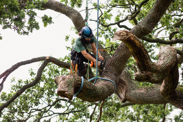 Best Tree Disease Treatment  in North Redington Beach, FL