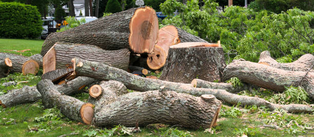 Best Utility Line Clearance  in North Redington Beach, FL