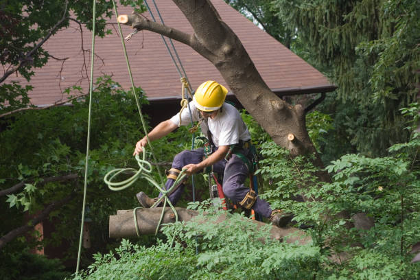 Best Tree and Shrub Care  in North Redington Beach, FL