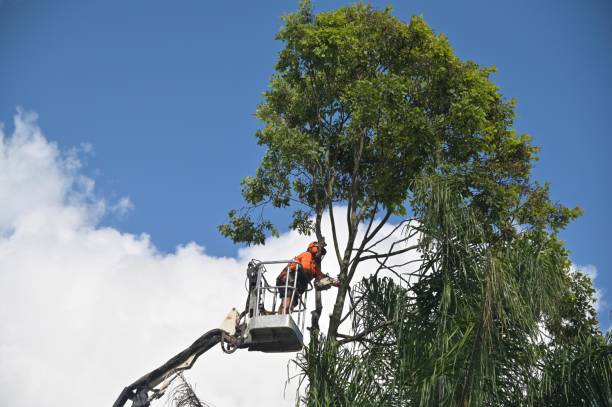 How Our Tree Care Process Works  in  North Redington Beach, FL