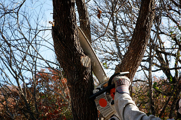 Leaf Removal in North Redington Beach, FL