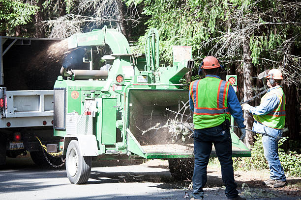 Best Stump Grinding and Removal  in North Redington Beach, FL