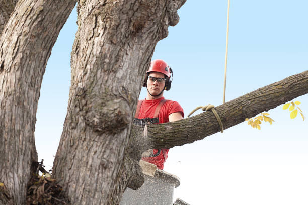 Best Tree Trimming and Pruning  in North Redington Beach, FL